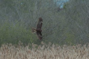 Marsh Harrier