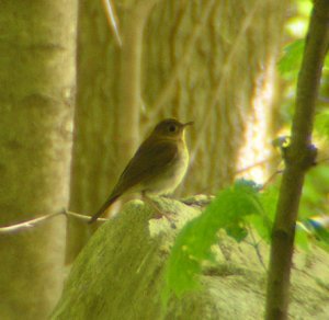 Veery Revisited