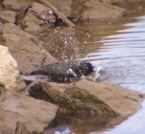 Taking a bath, starling-style!