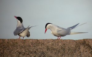 Arctic terns