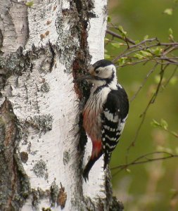 White-backed woodpecker