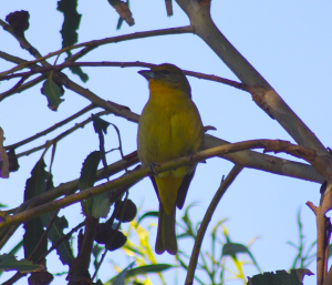 Hepatic Tanager