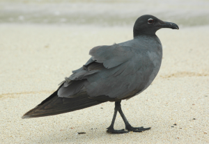 Lava Gull