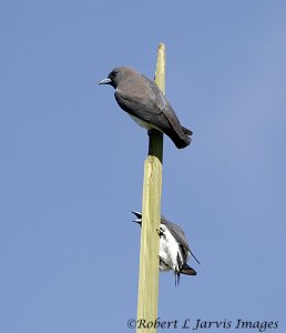 White-breasted Woodswallow