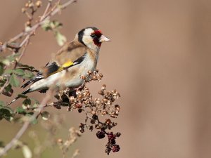 Turkish Goldfinch
