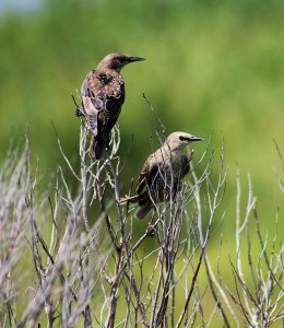 Juvenile starlings