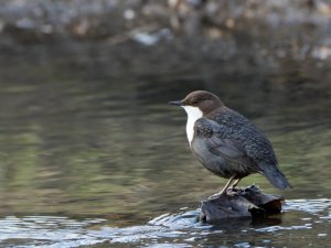 White-breasted Dipper
