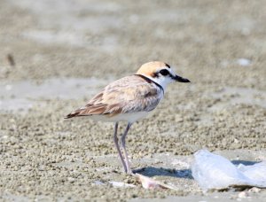 Malaysian Plover, male