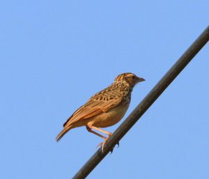 Indochinese Bushlark