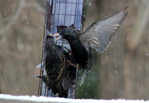Starlings fighting