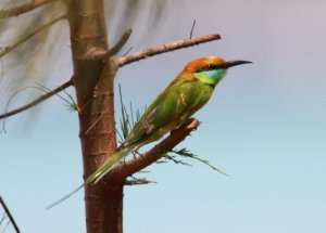 Green Bee-Eater