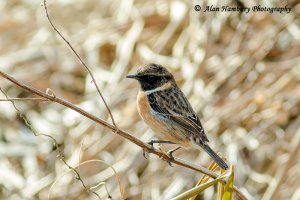 Stonechat