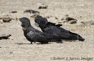 Red-tailed Black Cockatoo