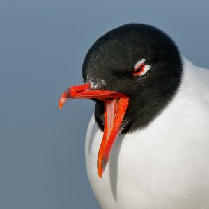 mediterranean gull