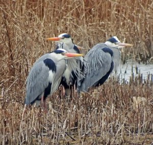 Grey Herons sheltering from the chilly wind