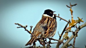 male reed bunting