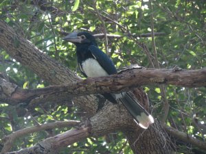 Trumpeter Hornbill