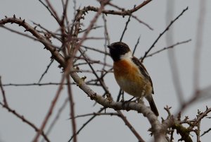 European stonechat