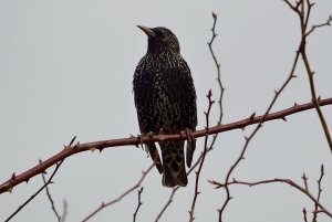 European Starling