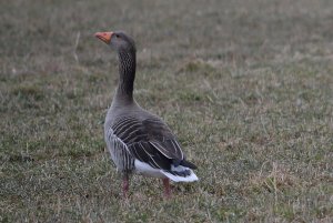 greylag goose