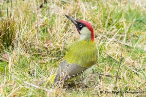 Green Woodpecker