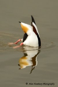 Shelduck