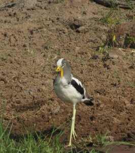 White Crowned Lapwing