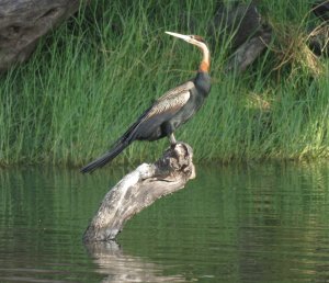 African Darter