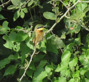 Little Bee Eater