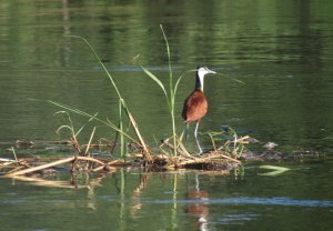 Floating Jacana