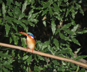 Malachite Kingfisher