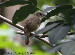 Singapore Bulbul