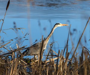 hungry_heron