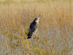 Red-Shouldered Hawk