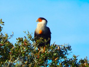 Crested Caracara