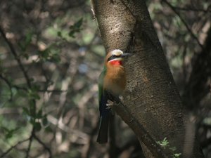 White Fronted Bee Eater