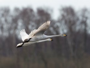 Whooper and Bewick's Swan side by side