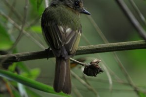 Handsome Flycatcher - Nephelomyias pulcher