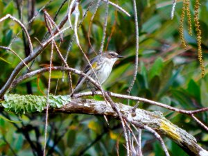 Yellow-Rumped Warbler