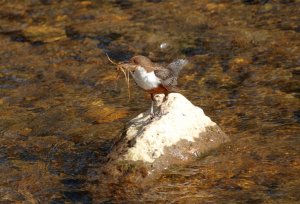 Dipper with build material