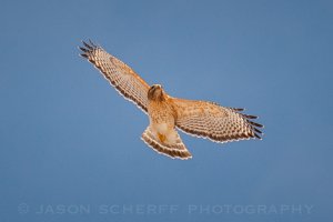 Red shouldered hawk