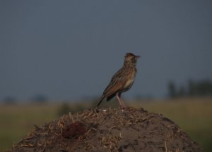 Rufous Naped Lark