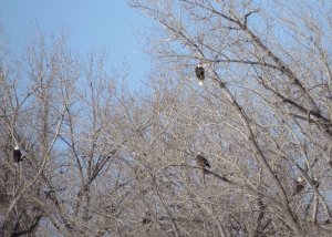 Have We Got Eagles