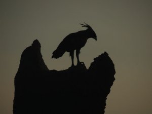 Long Crested Eagle