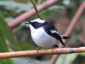 Little Pied Flycatcher