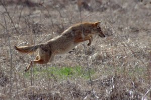 Coyote