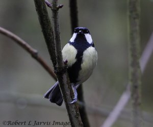 Great Tit