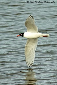 Mediterranean gull