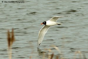 Mediterranean gull