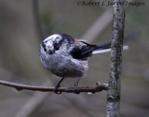 Long-tailed Tit